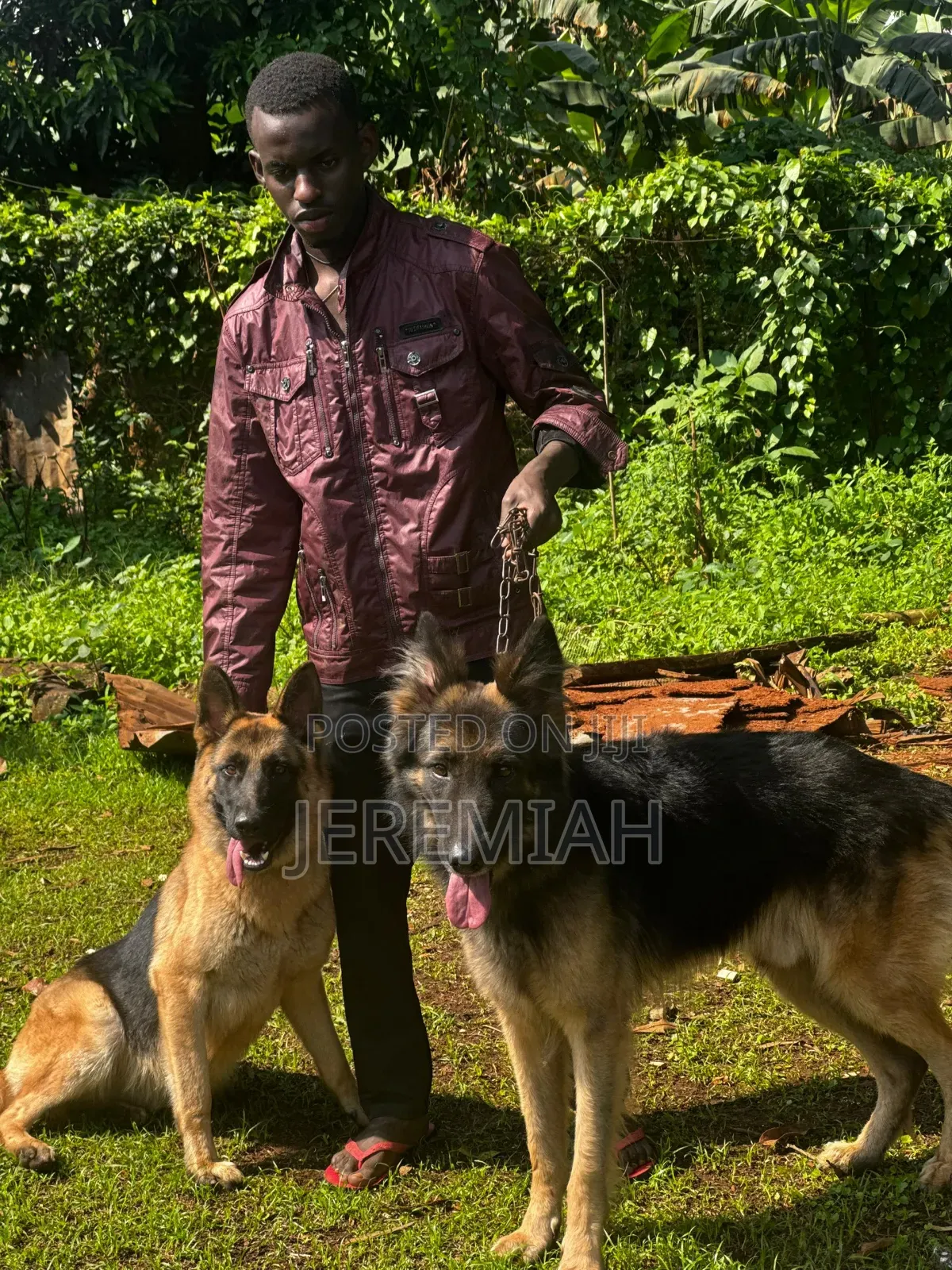 1-3 months Male Purebred German Shepherd