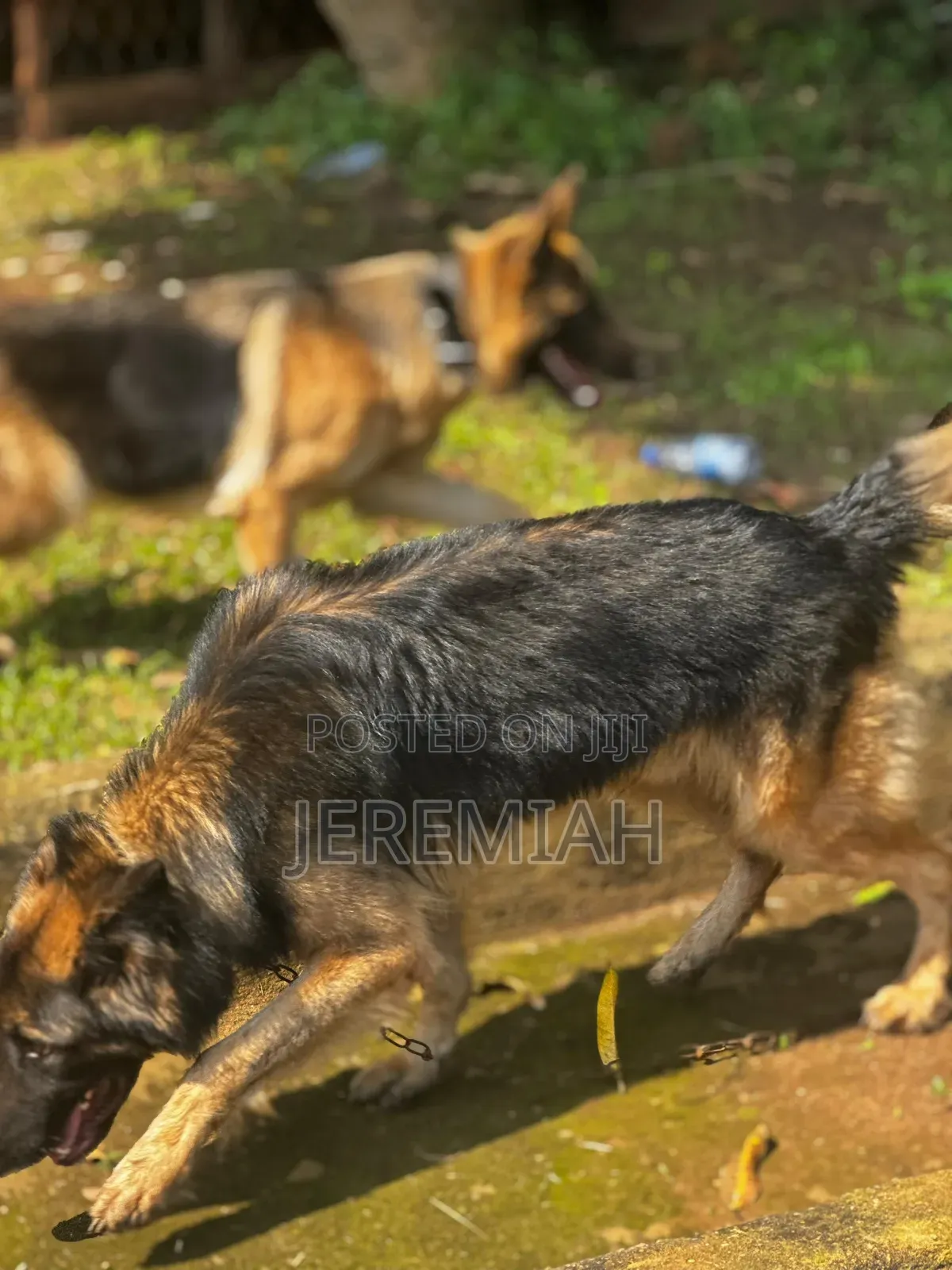 1-3 months Male Purebred German Shepherd