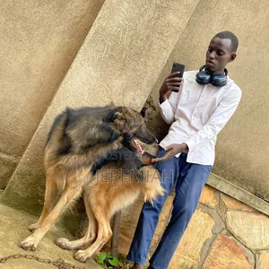 1-3 months Male Purebred German Shepherd