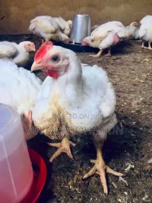 Broiler Chicken