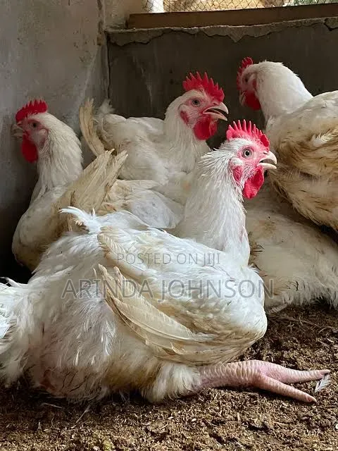 Broiler Chicken