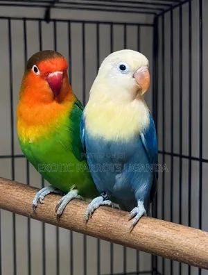 Budgies Available