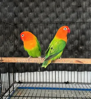 Exotic Parrots