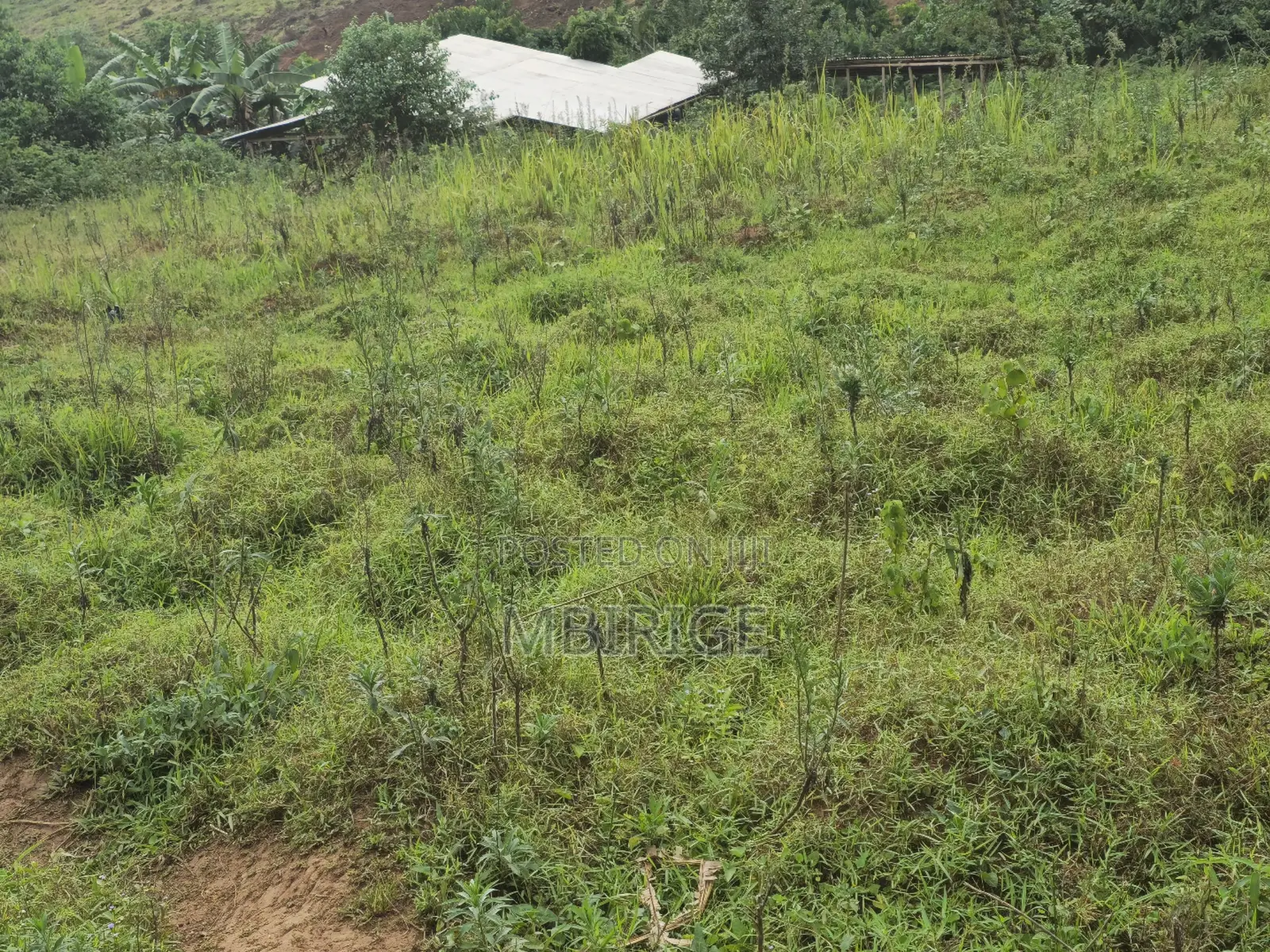 Two Prime Plots of Land for Sale in Wakiso Kikookiro