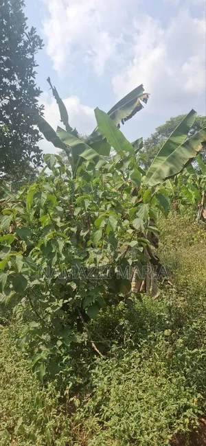 Plot for Sale