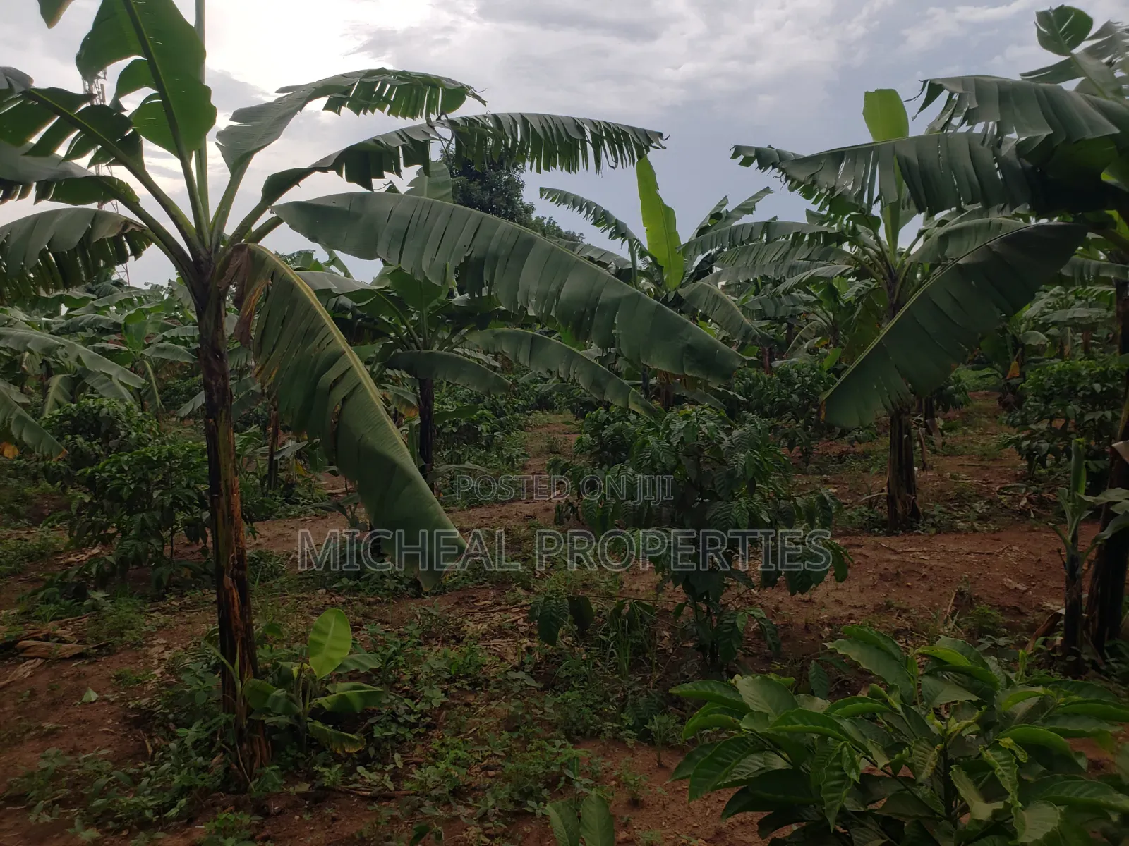 Commercial Plot 50ft by 100ft With Land Titles