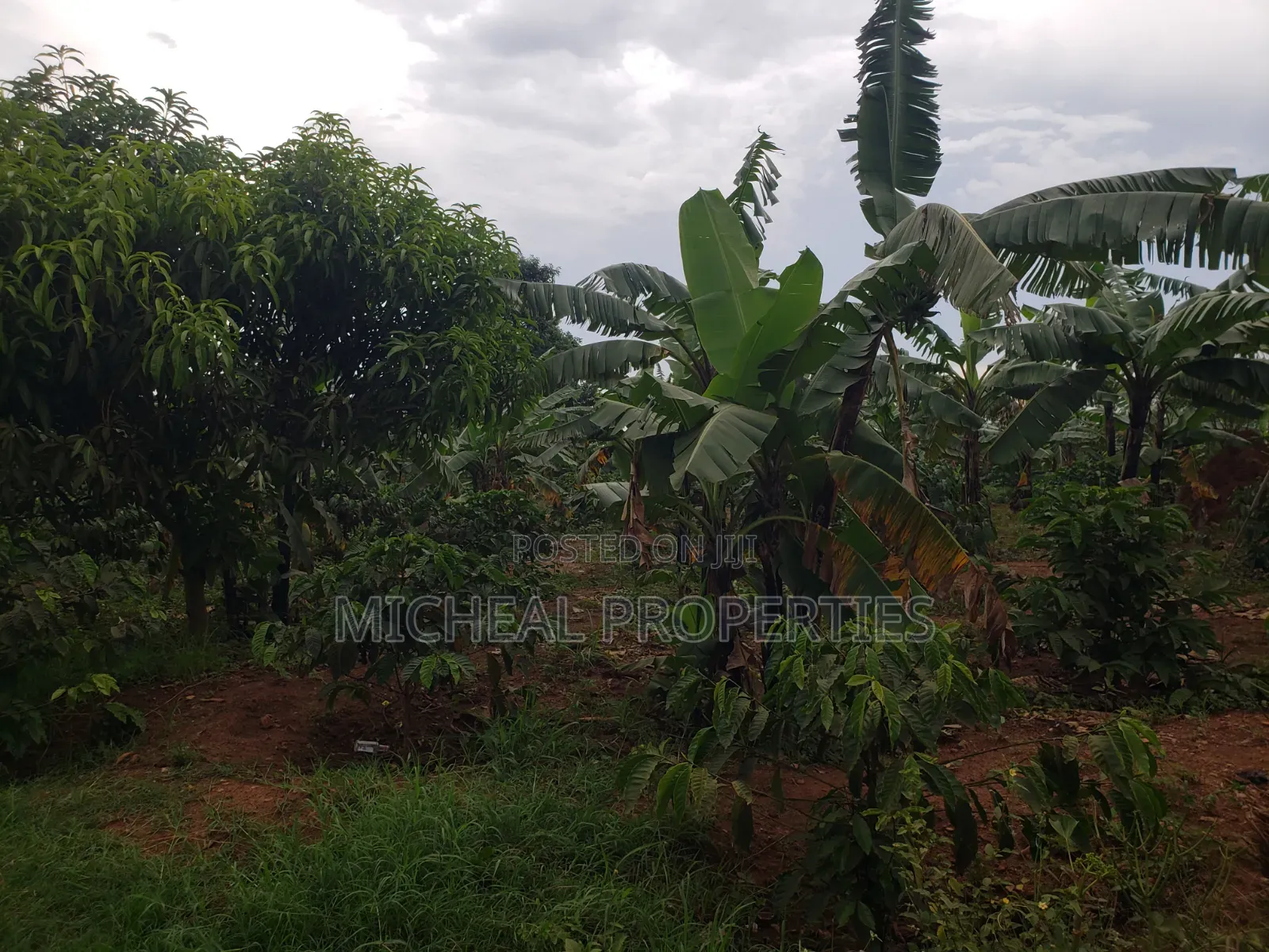 Commercial Plot 50ft by 100ft With Land Titles