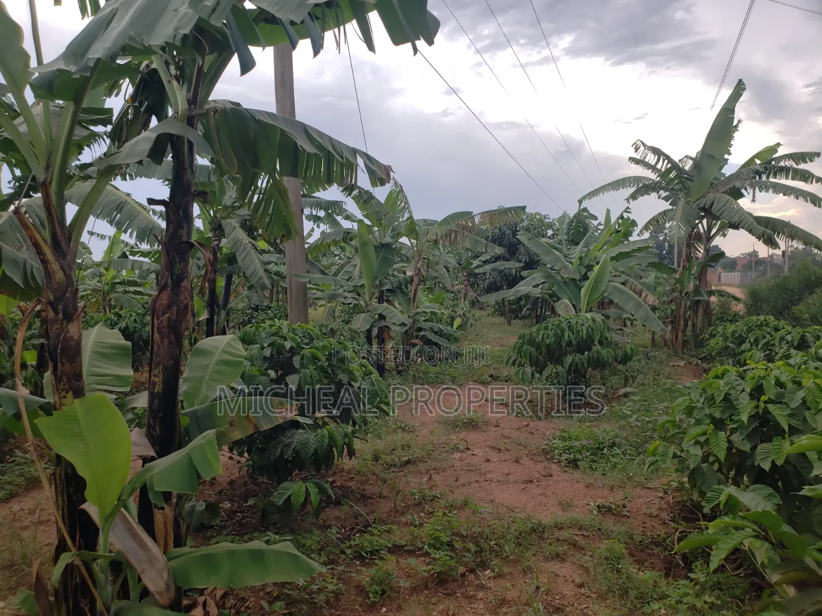 Commercial Plot 50ft by 100ft With Land Titles