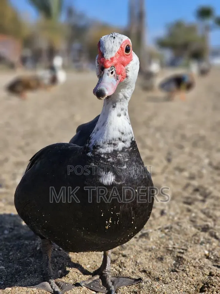 Black Swedish Ducks