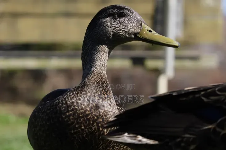 Black Swedish Ducks