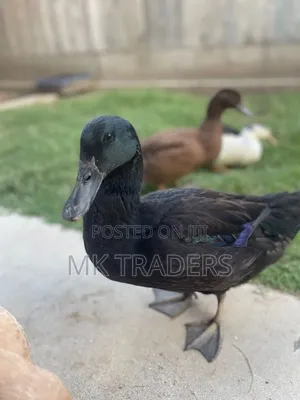 Black Swedish Ducks