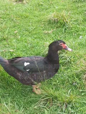 Black Swedish Ducks