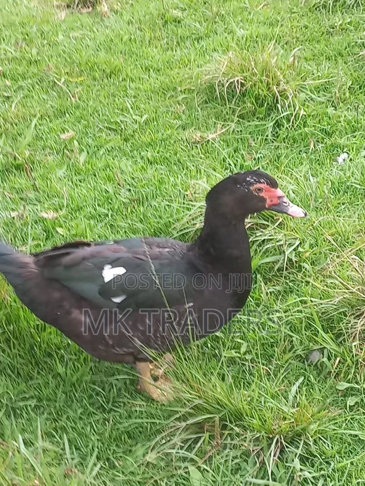 Black Swedish Ducks