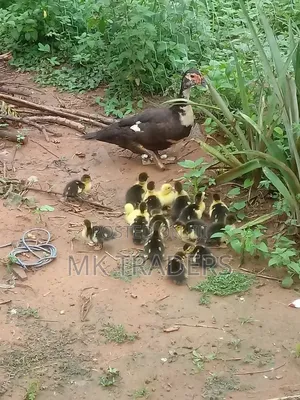 Black Swedish Ducks