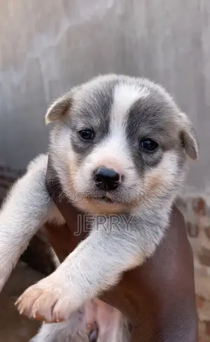 3-6 months Male Mixed Breed Golden Retriever