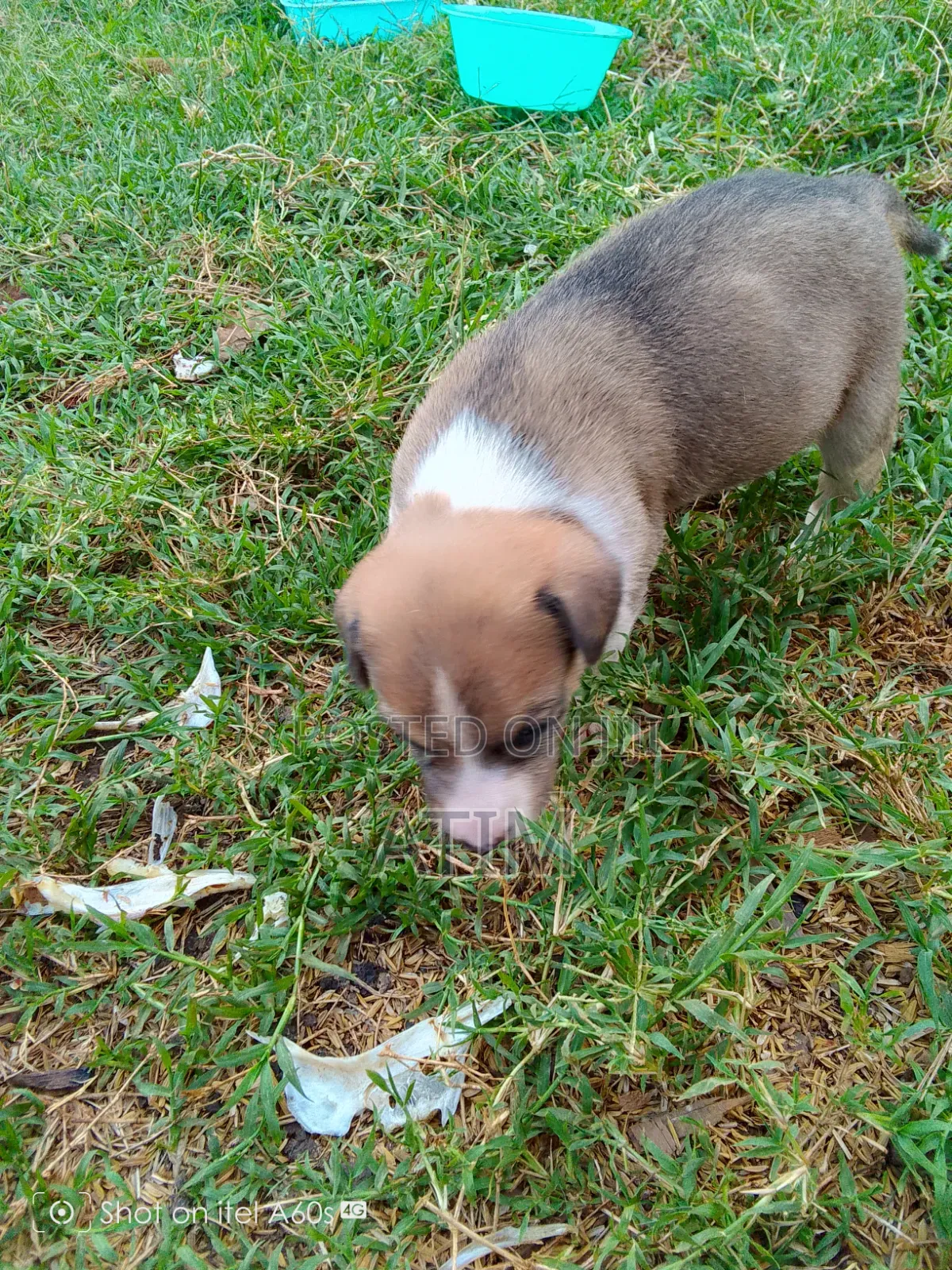 0-1 month Male Mixed Breed German Shepherd