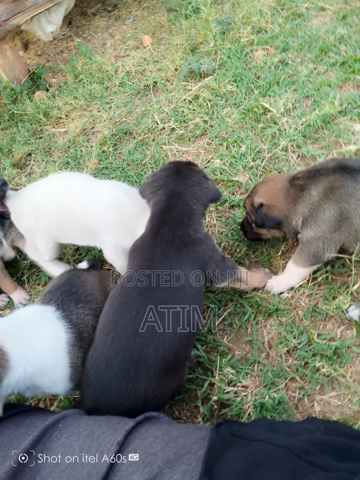 0-1 month Male Mixed Breed German Shepherd