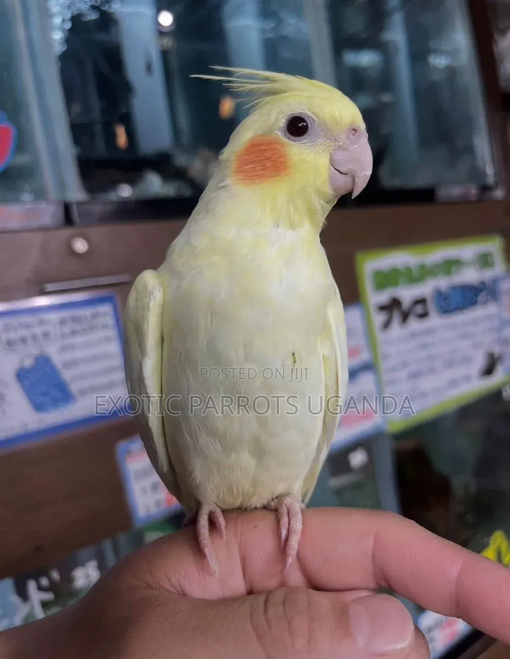 Cockatiels Bird Pets