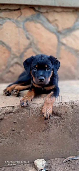 1-3 months Male Purebred Rottweiler