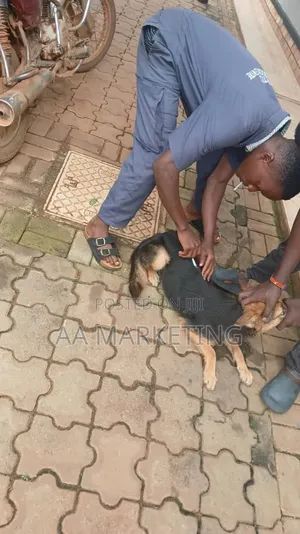 Veterinary Services