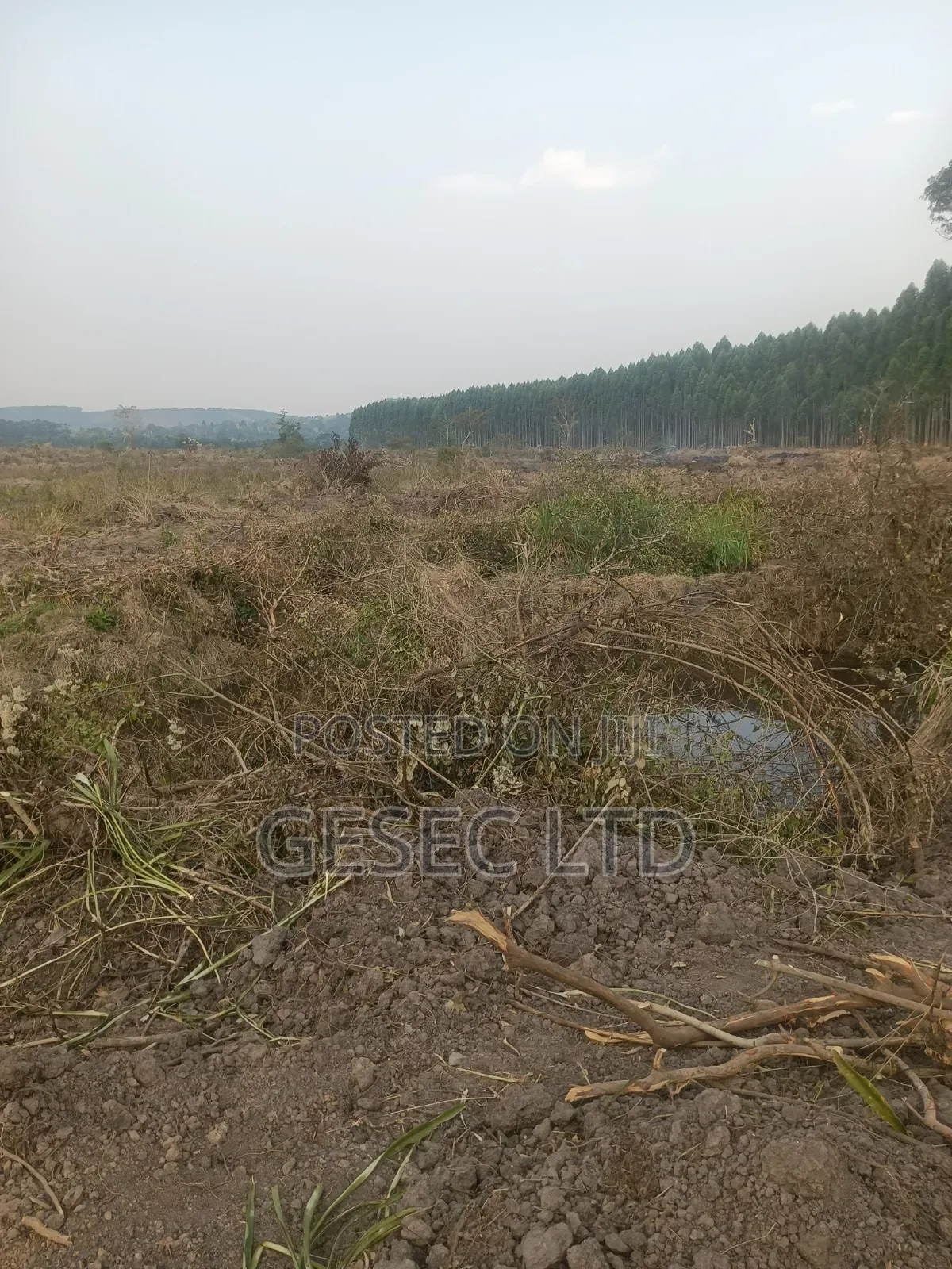 31Acres of Farmland for Sale