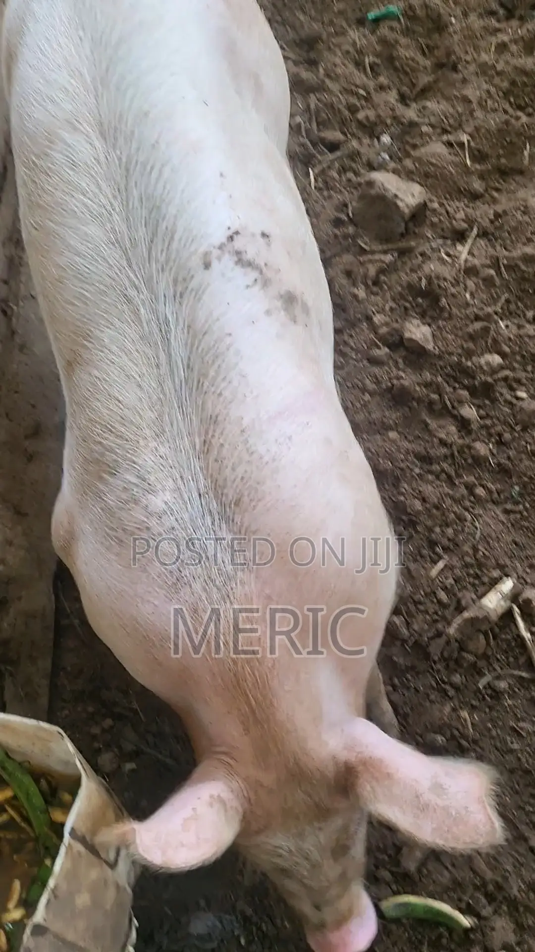 Pig Duroc 50%
