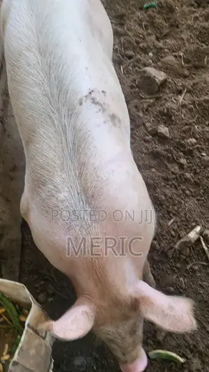 Pig Duroc 50%