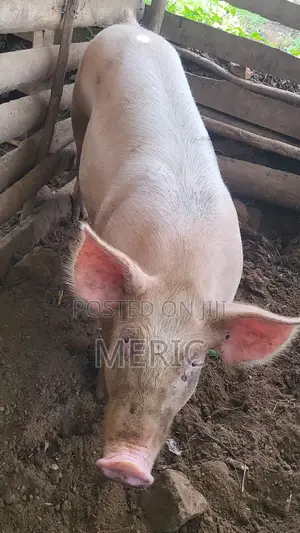 Pig Duroc 50%
