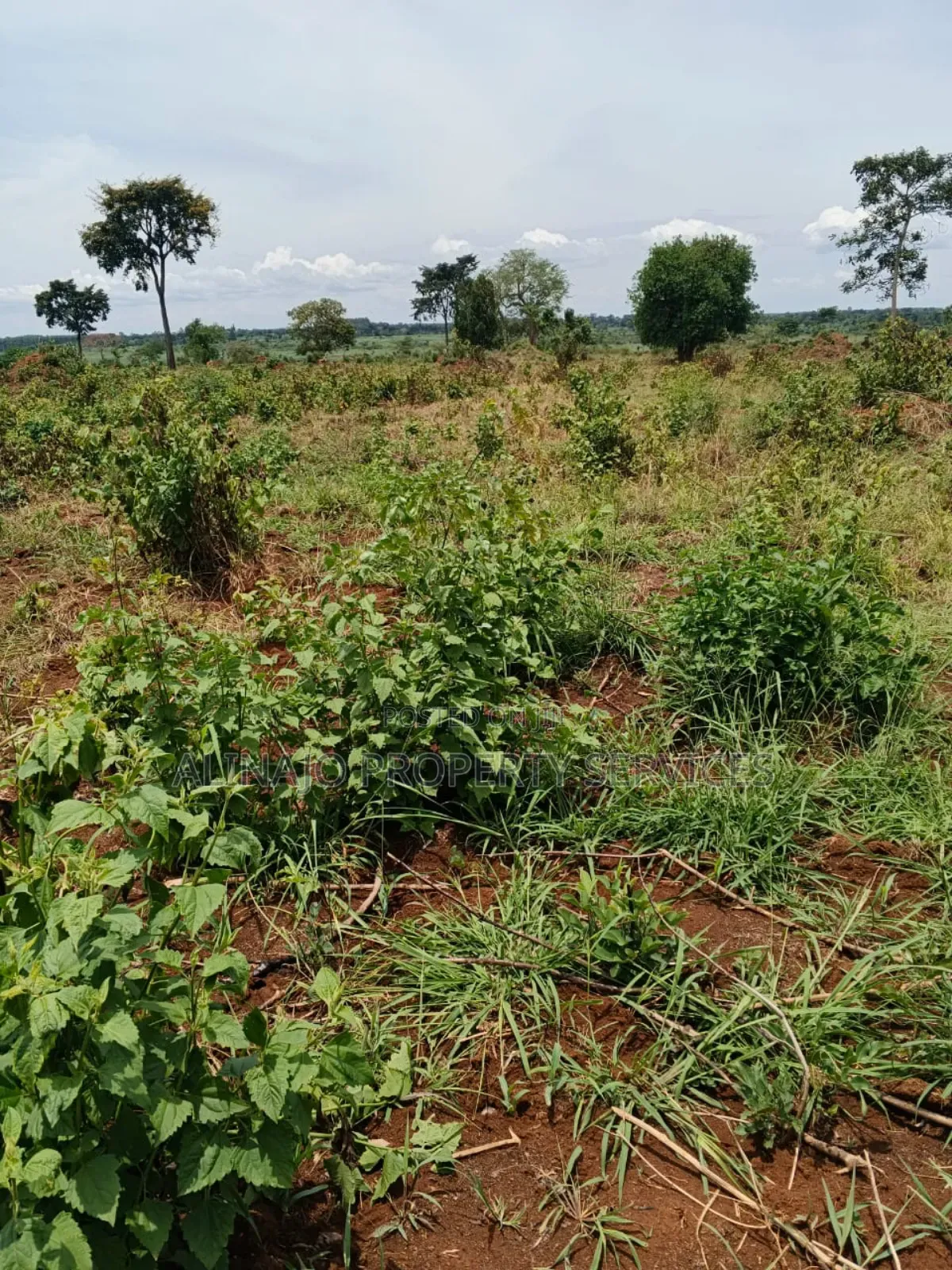 200 Acres - Kikyusa Luwero - Selling From 100 Acres -Each 12m