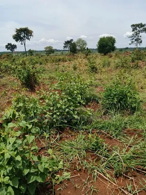 200 Acres - Kikyusa Luwero - Selling From 100 Acres -Each 12m