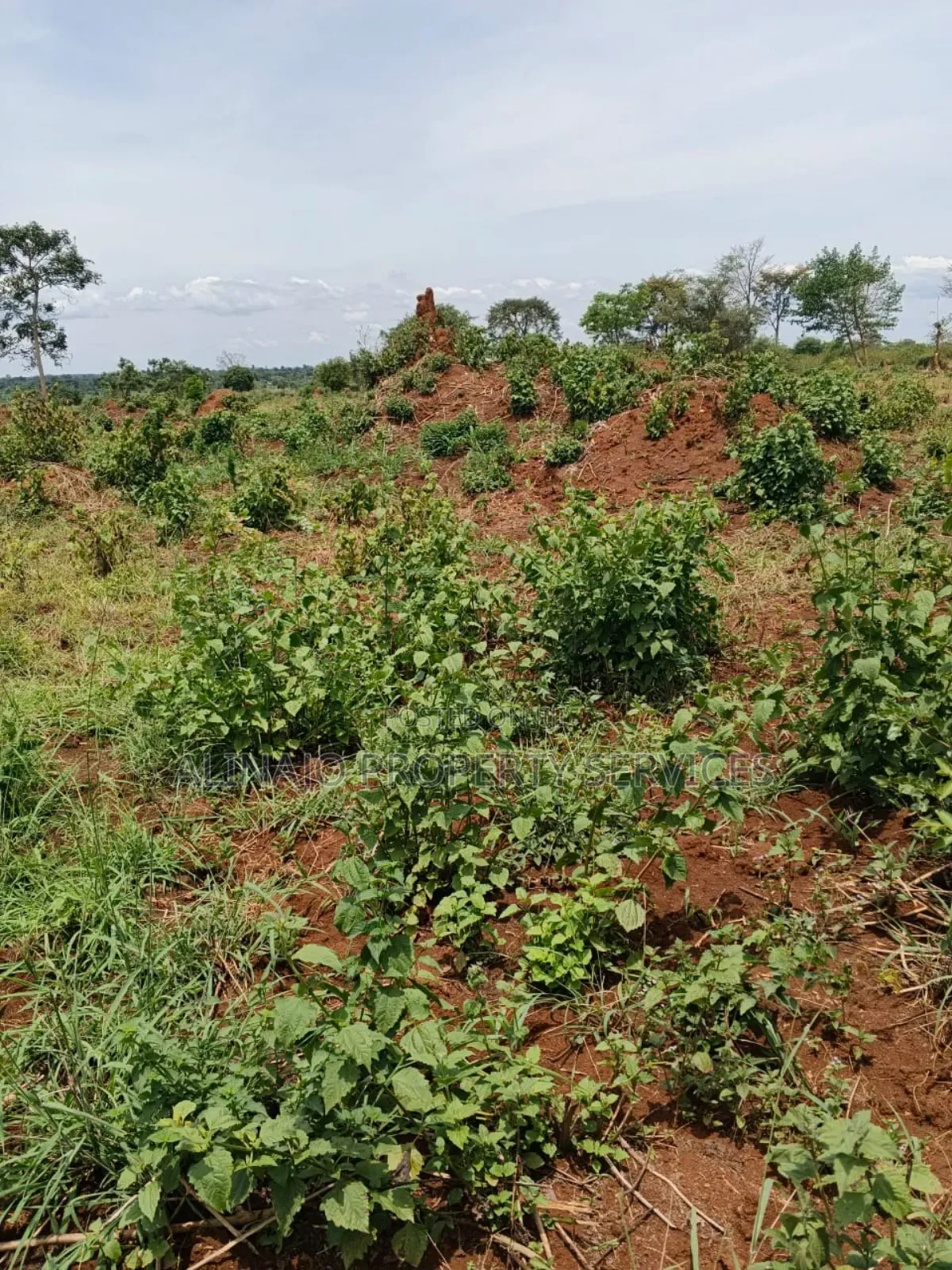 200 Acres - Kikyusa Luwero - Selling From 100 Acres -Each 12m