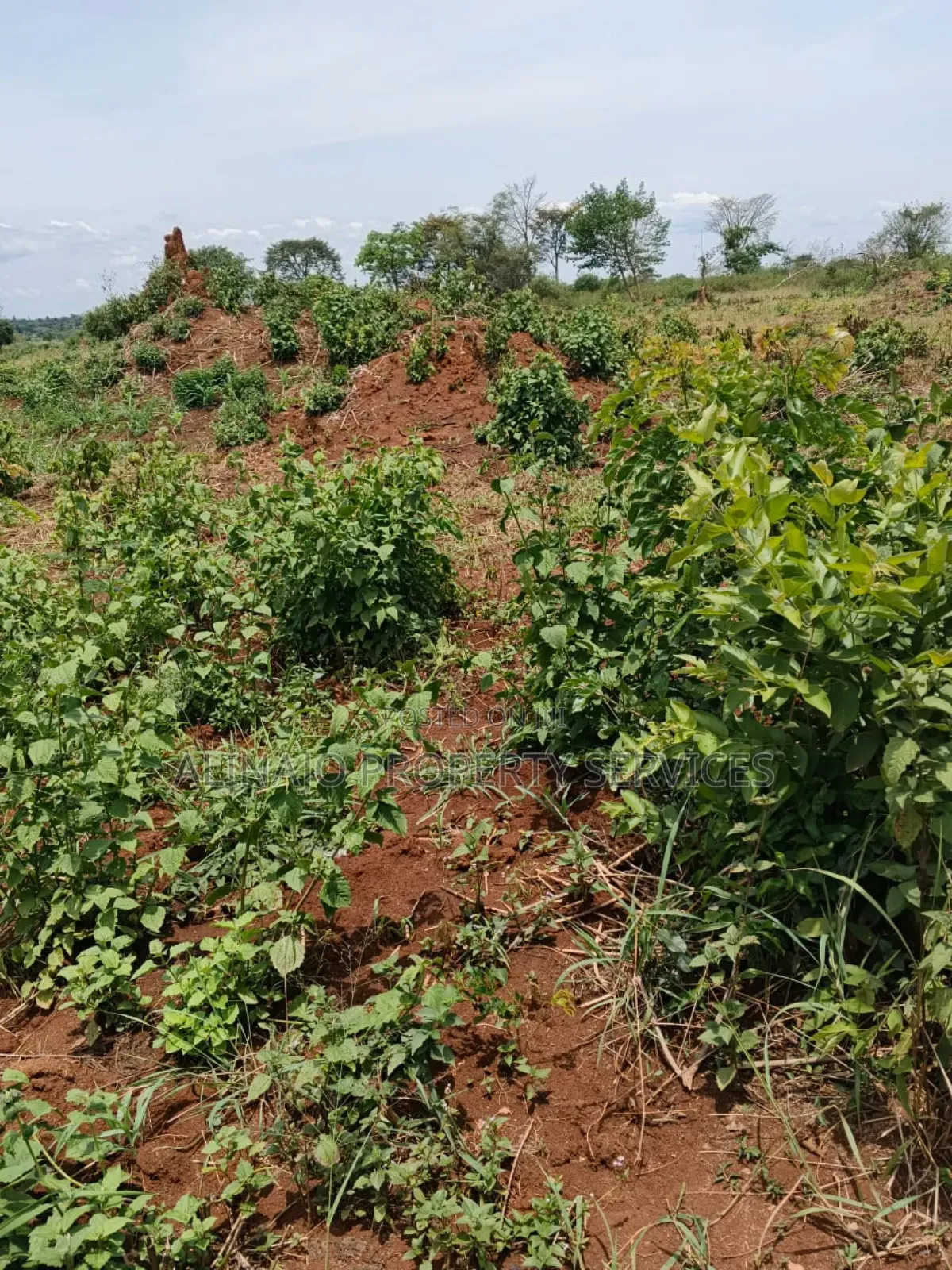 200 Acres - Kikyusa Luwero - Selling From 100 Acres -Each 12m