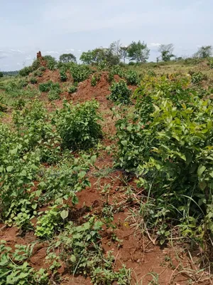 200 Acres - Kikyusa Luwero - Selling From 100 Acres -Each 12m