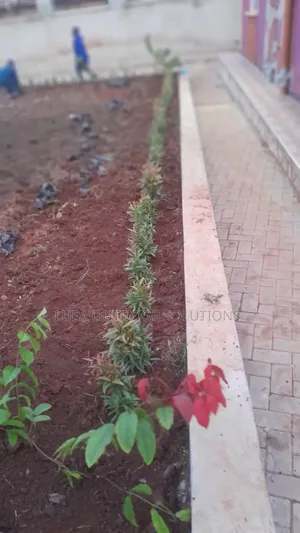 Home Plants