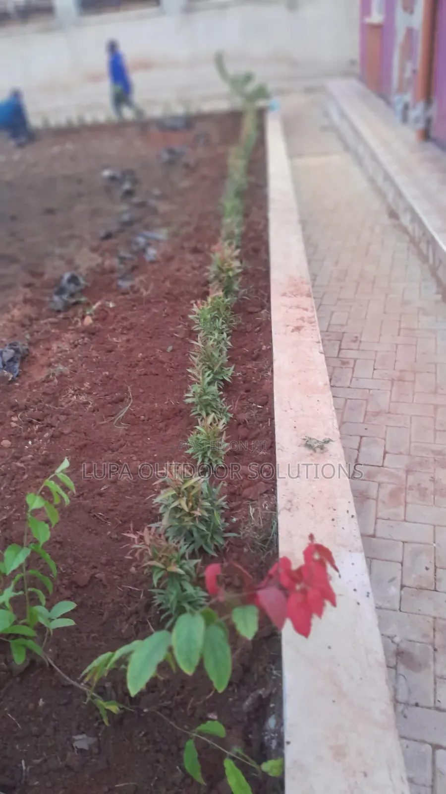 Home Plants