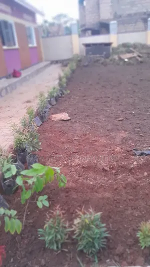Home Plants