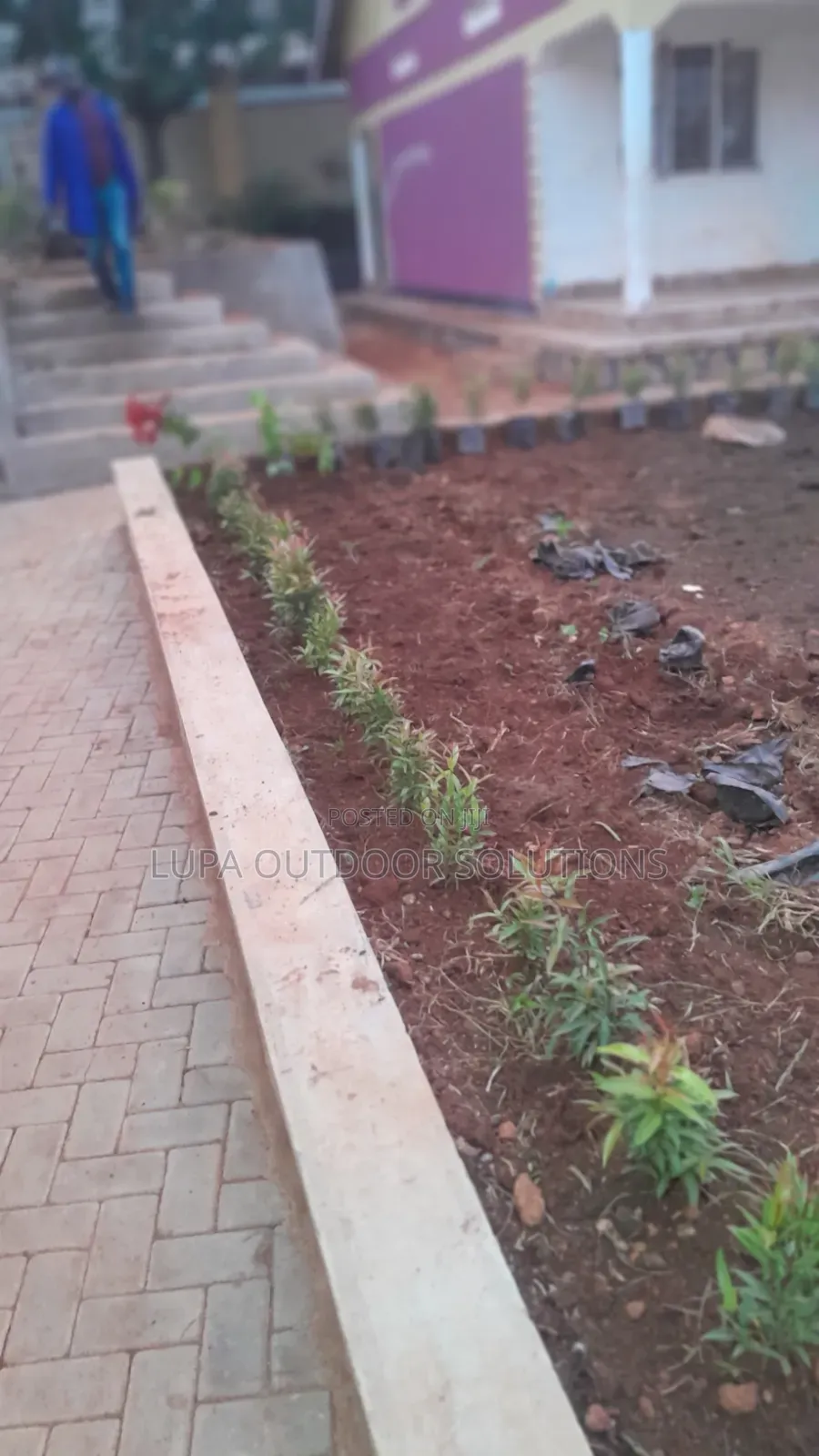 Home Plants
