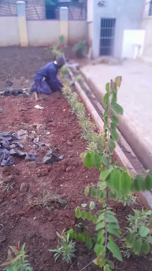 Home Plants