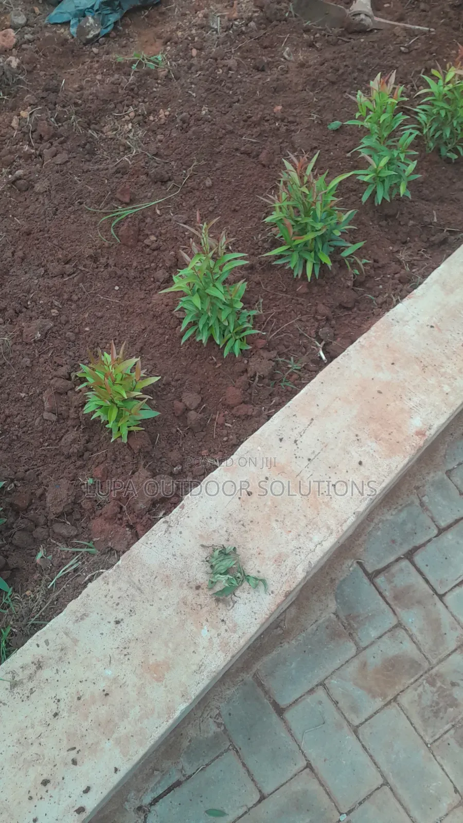 Home Plants