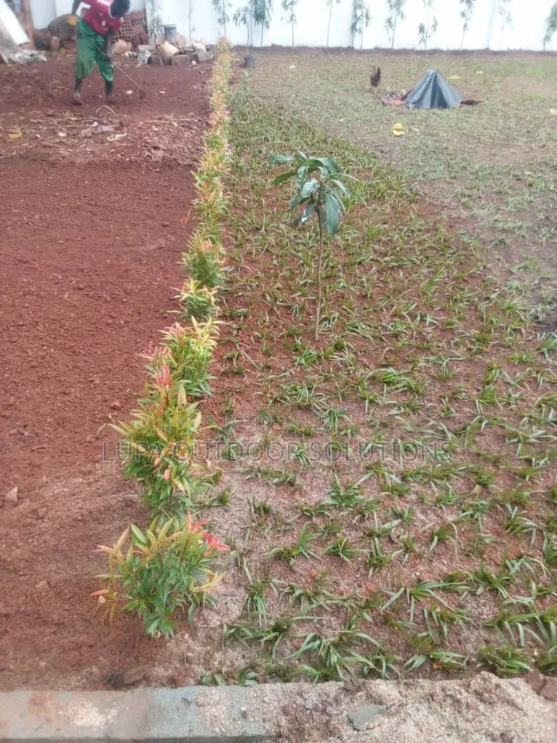 Home Plants