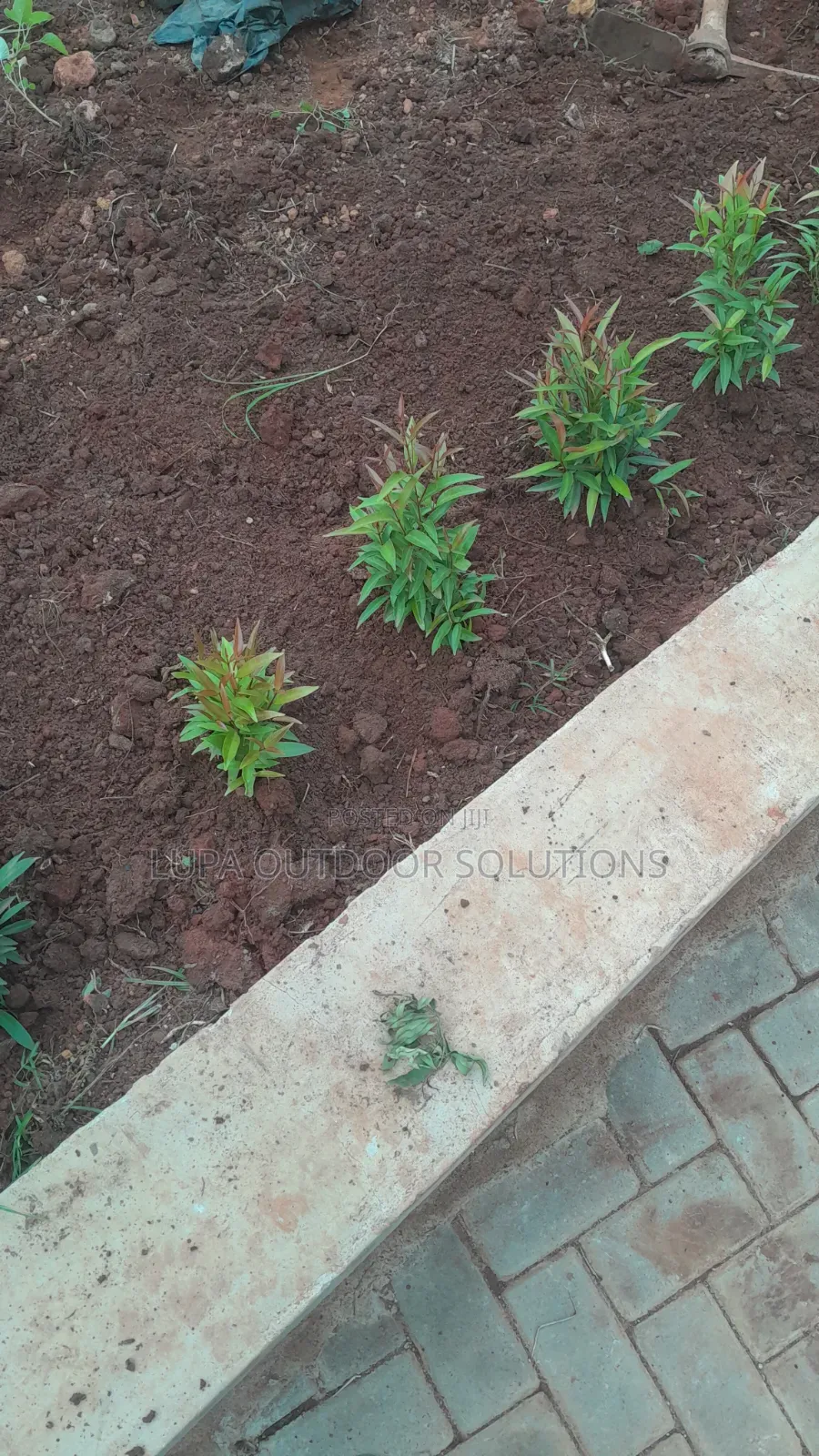 Home Plants