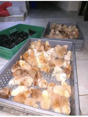 God’s Mercy Agrovet