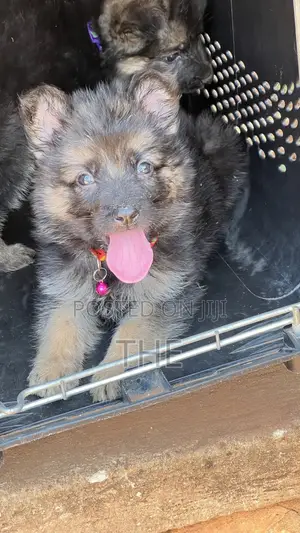 1-3 months Male Purebred German Shepherd