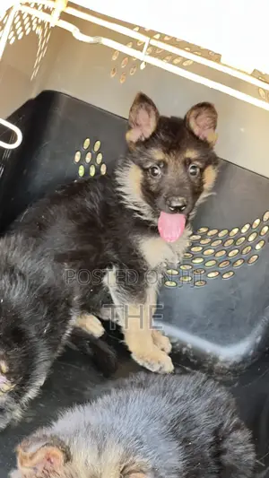 1-3 months Male Purebred German Shepherd
