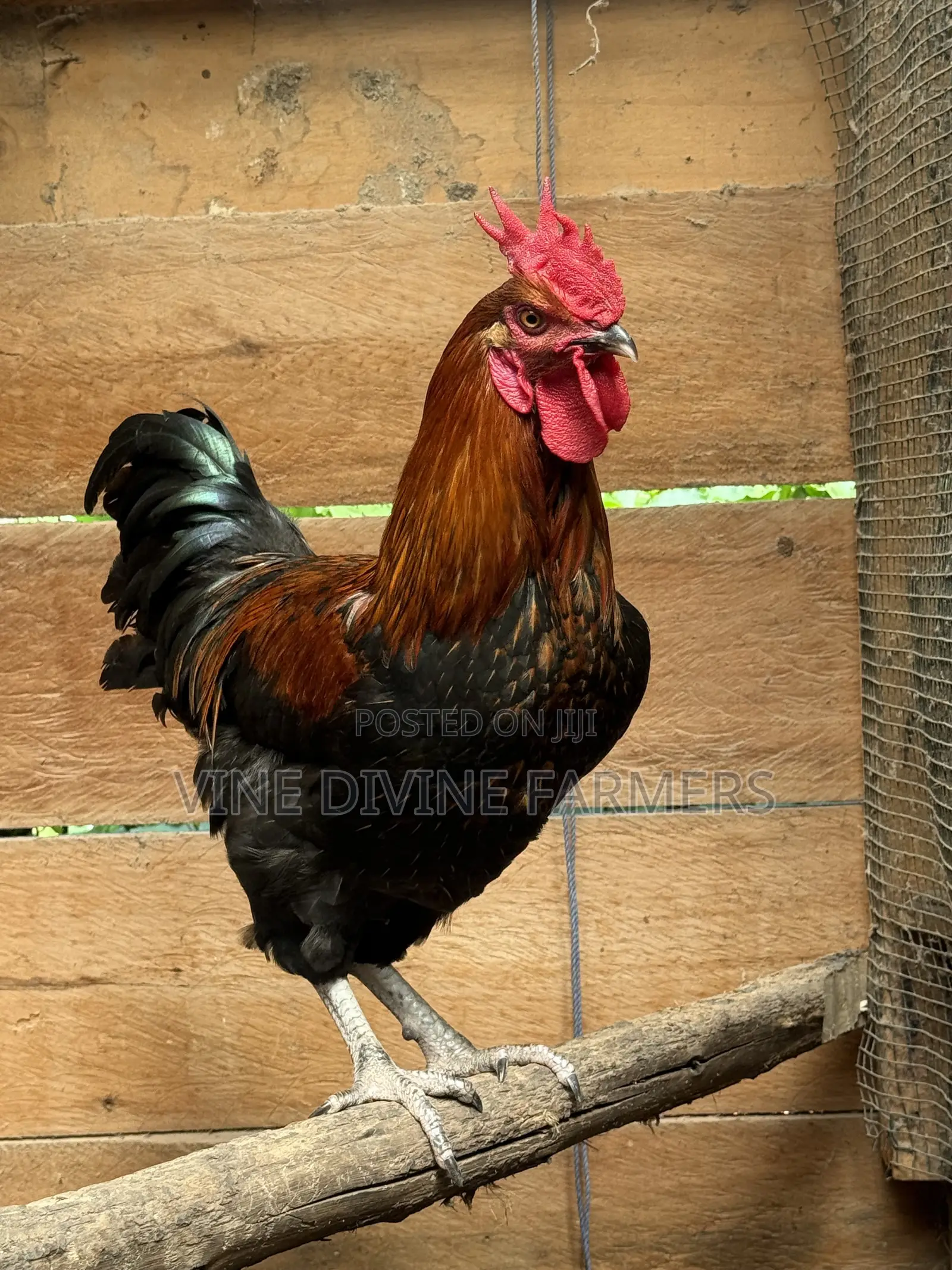 Male Chicken-Enkooko for Sale