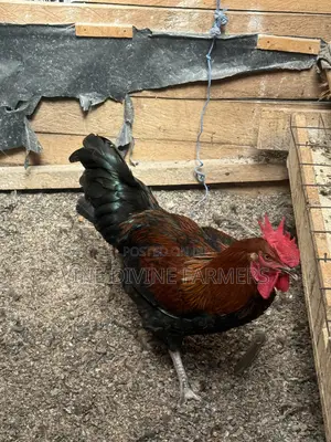 Male Chicken-Enkooko for Sale