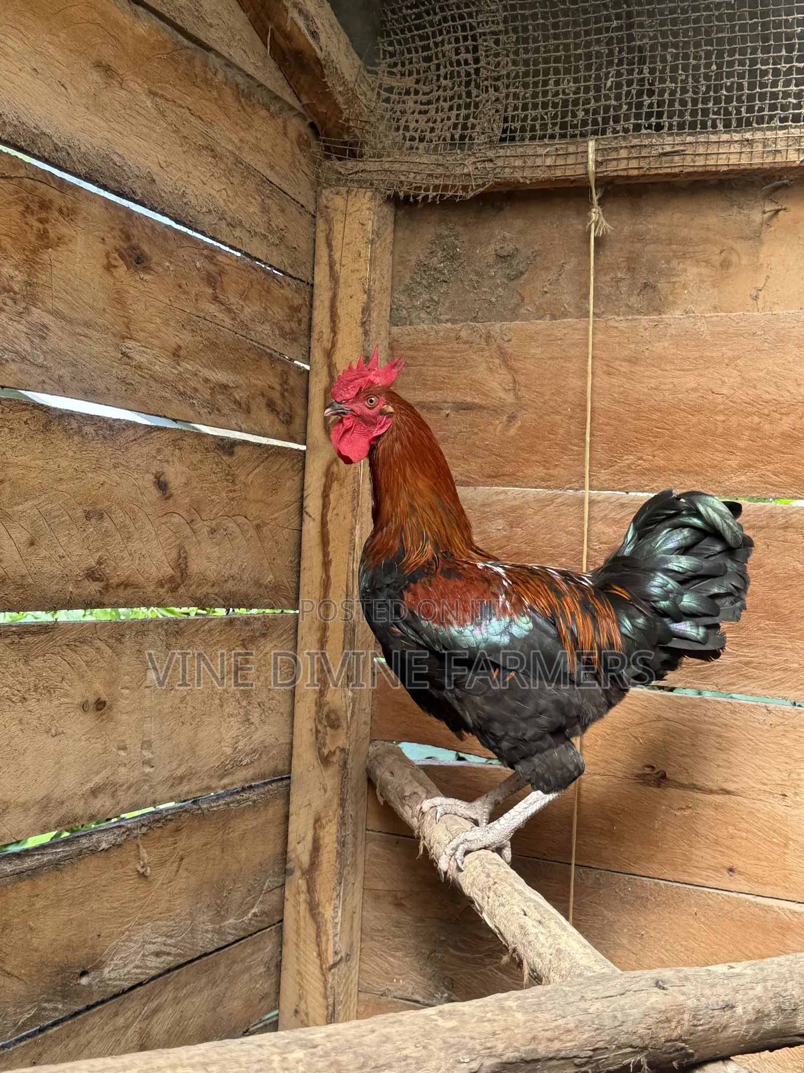 Male Chicken-Enkooko for Sale