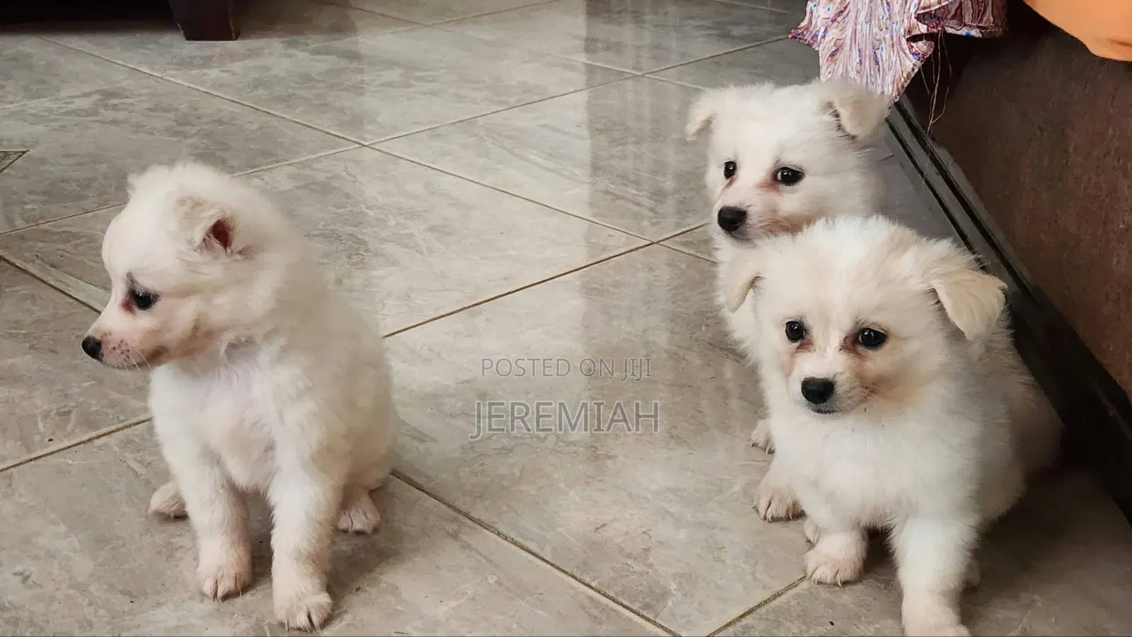 0-1 month Male Mixed Breed Maltese