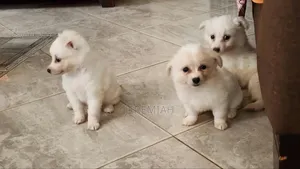 0-1 month Male Mixed Breed Maltese