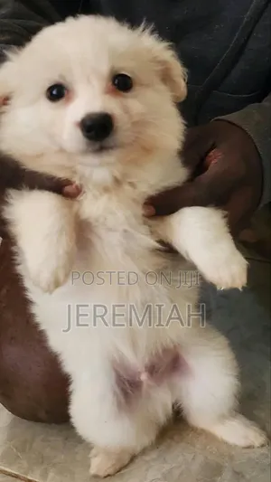 0-1 month Male Mixed Breed Maltese
